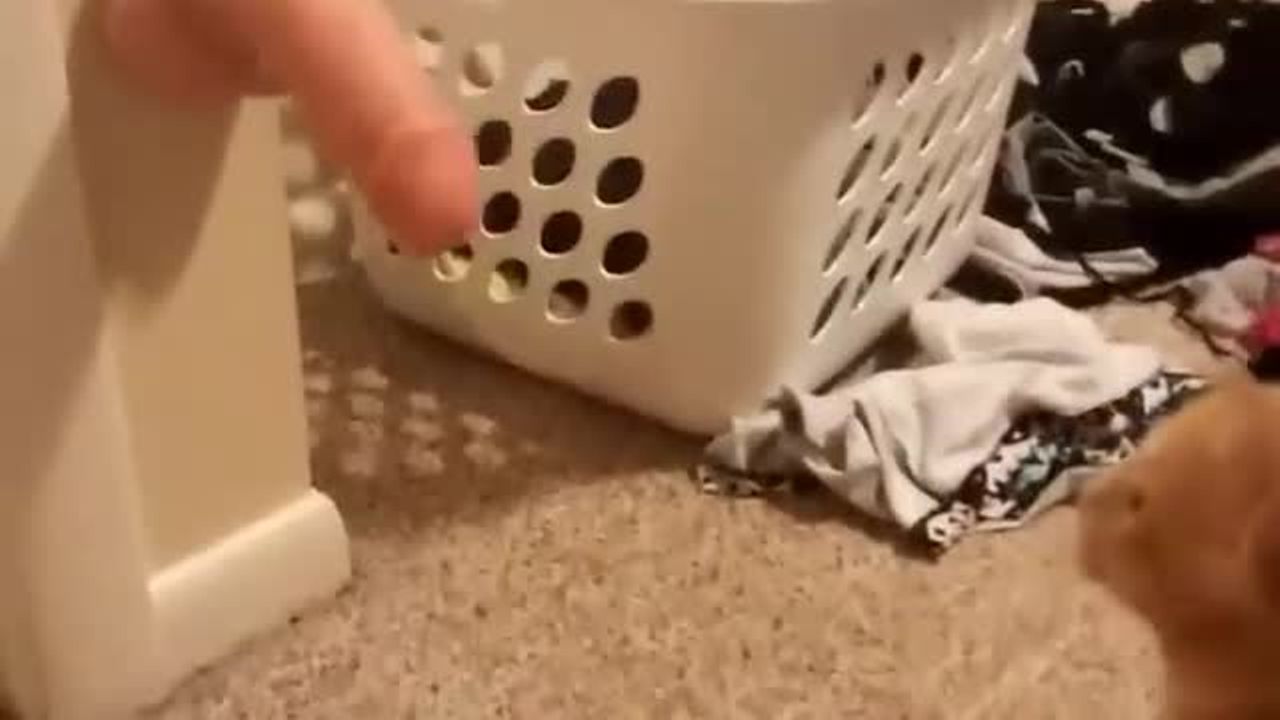 【バイブ ディルド】猫の通り道に仕掛けられたディルドにCat Punch!