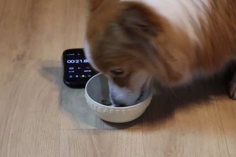 モカのごはんタイム